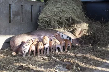 Bioboerderij De Zwaluw