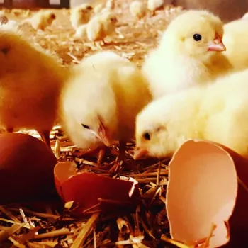 't Hof van Rapenburg 