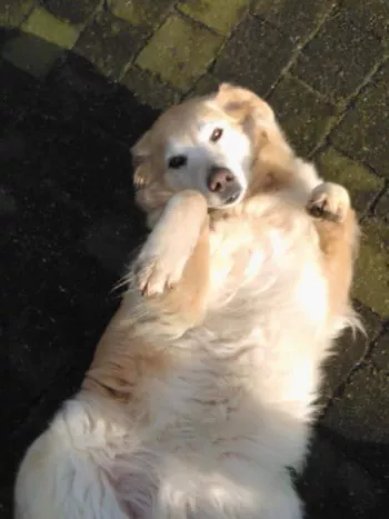 Melkveebedrijf Godrie