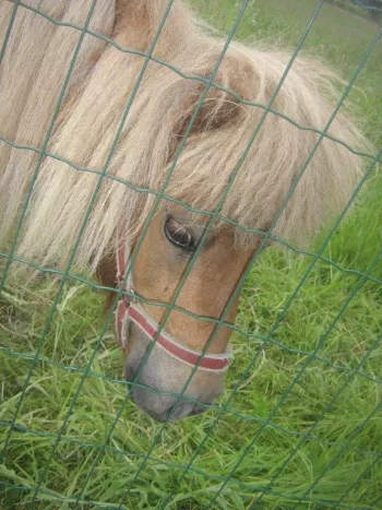 't Hof van Rapenburg 