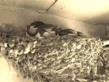 't Hof van Rapenburg 